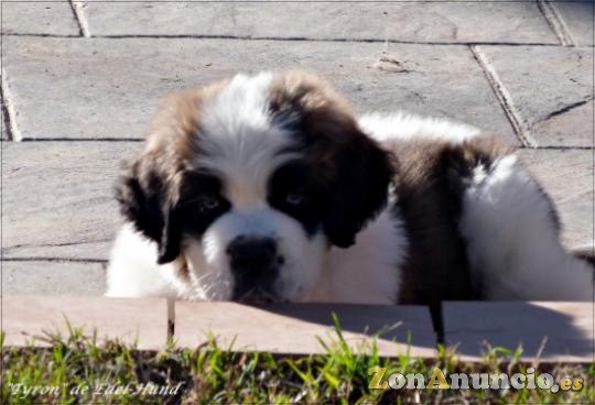 cachorros de san bernardo edel-hund
